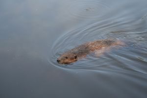 swimming-beaver-344367-m